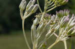 Pale Indian plantain